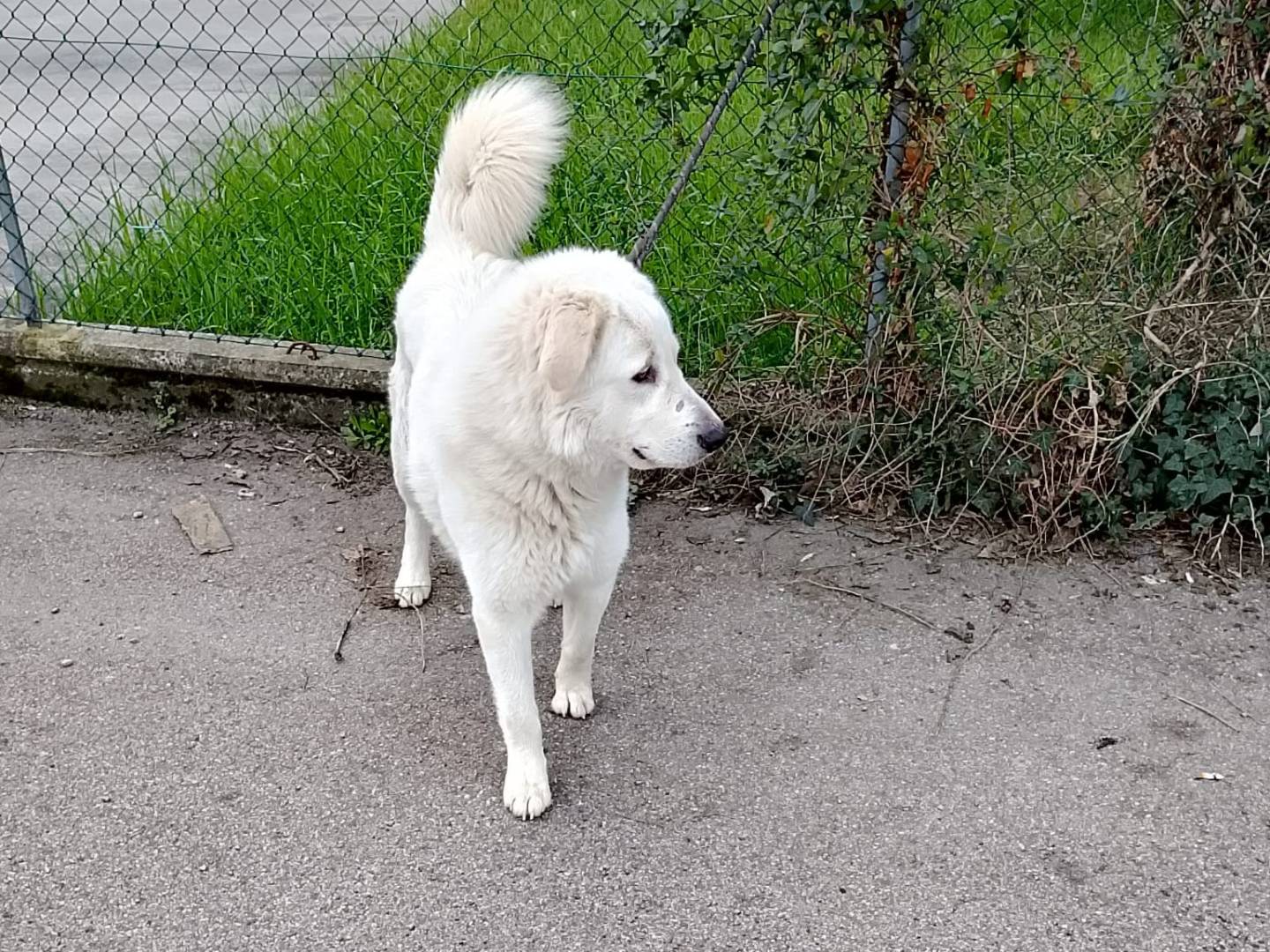 Adotta un cane, taglia grande, maschio, Bologna