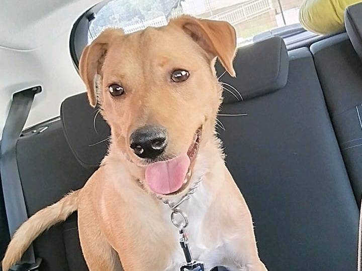 Adozione cane, maschio, Razza sconosciuta Razza sconosciuta, 1 anno e 10 mesi, taglia media, Palermo