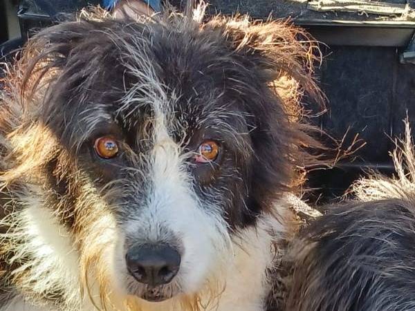 Adozione cane, femmina, Razza sconosciuta Razza sconosciuta, 4 anni e 6 mesi, taglia media, Roma