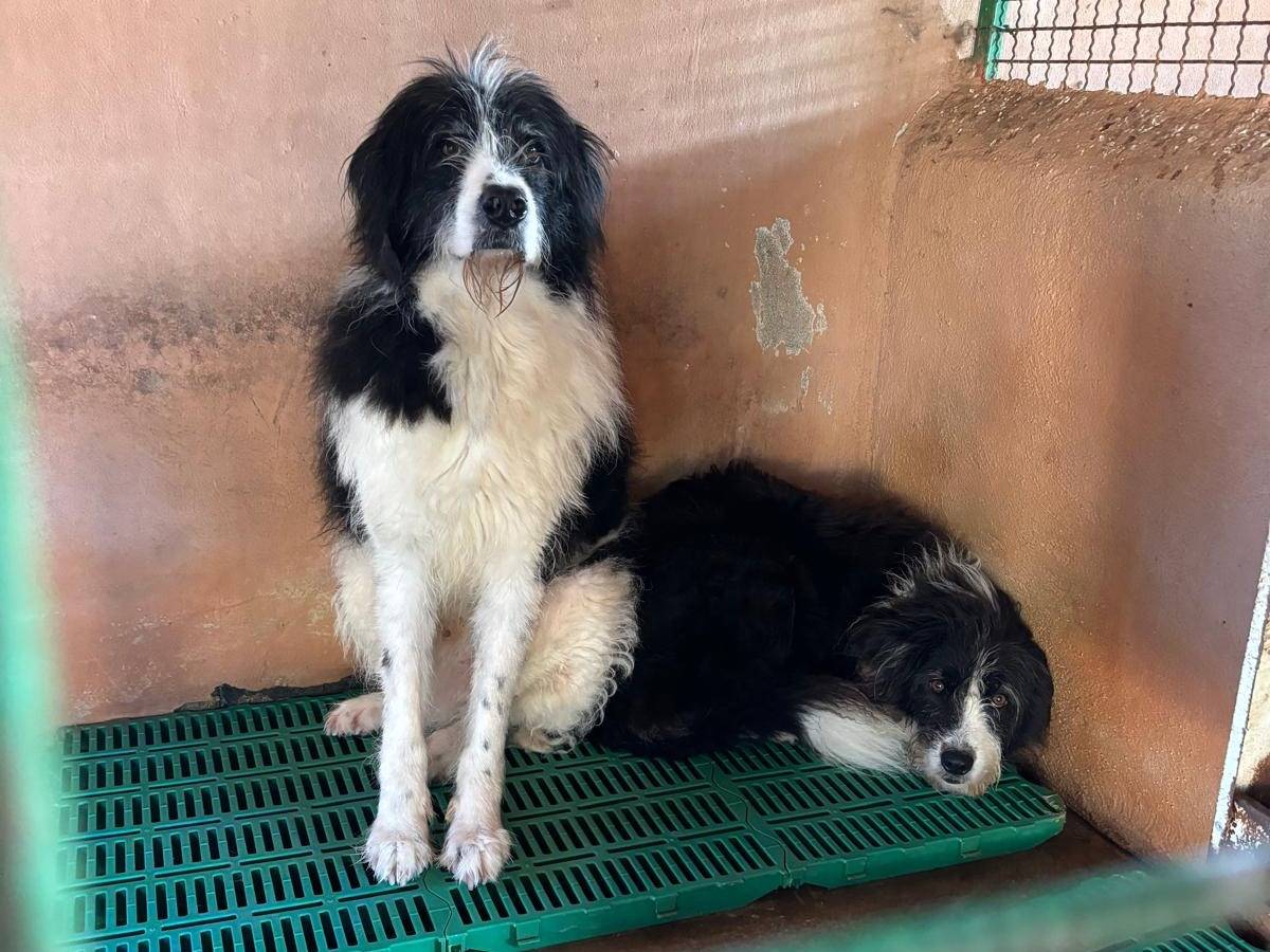 Adotta un cane, femmina, 4 anni e 6 mesi, Roma