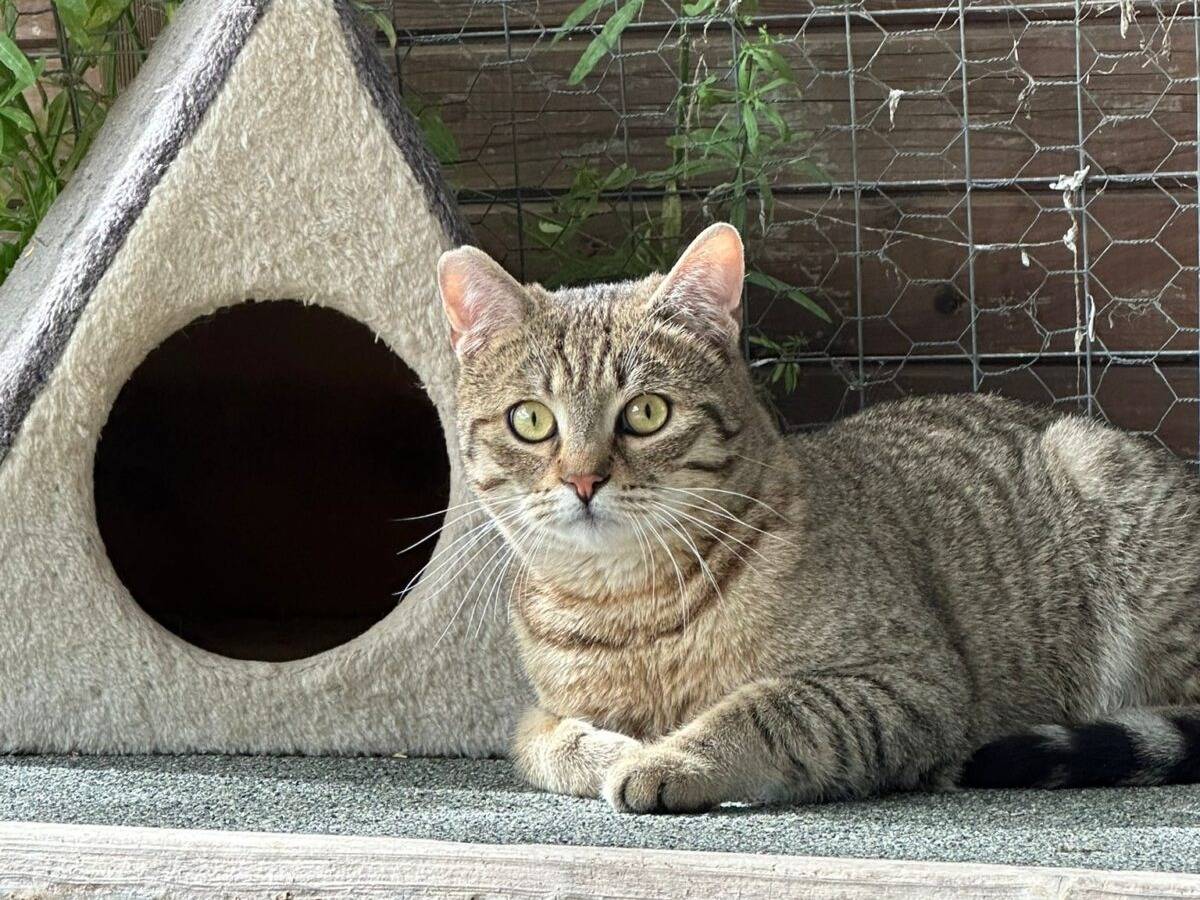 Adozione gatto, maschio, Razza sconosciuta Razza sconosciuta, 1 anno e 7 mesi, taglia non valida, Roma