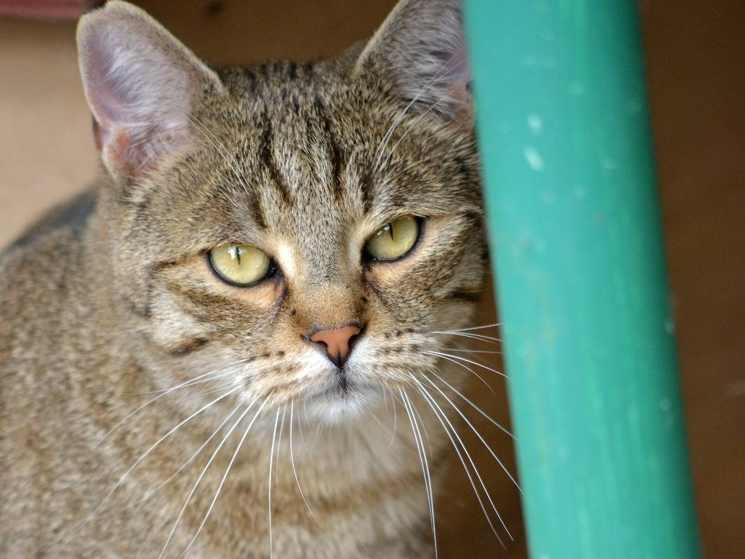 Adotta un gatto, maschio, 1 anno e 7 mesi, Roma