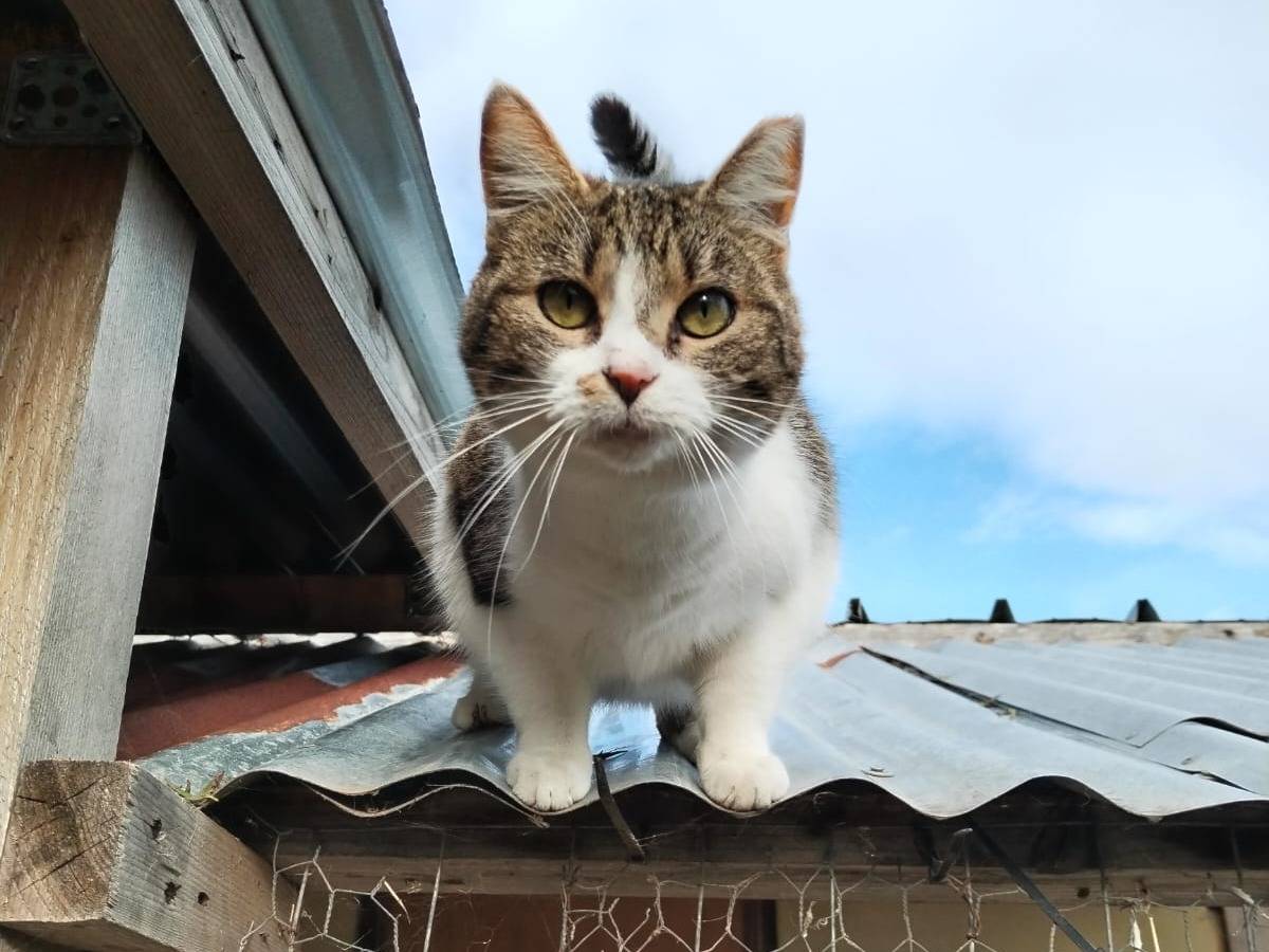Adozione gatto, femmina, Razza sconosciuta Razza sconosciuta, 2 anni e 10 mesi, taglia non valida, Roma