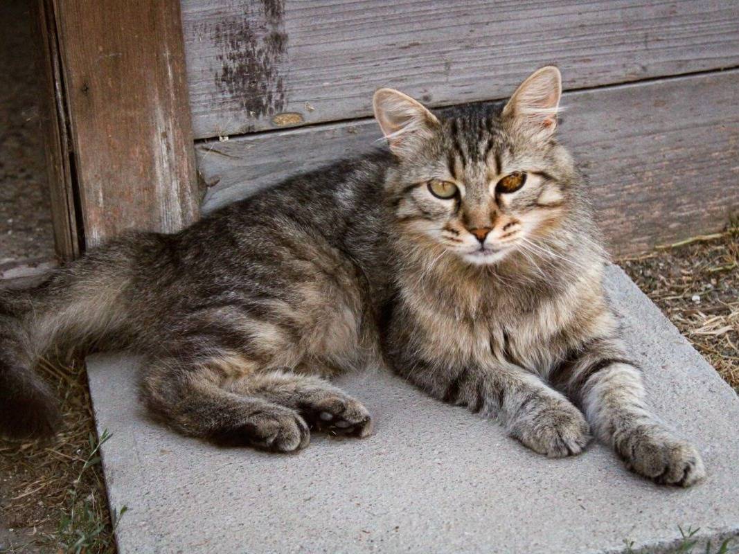 Adozione gatto, maschio, Razza sconosciuta Razza sconosciuta, 5 anni e 10 mesi, taglia non valida, Roma