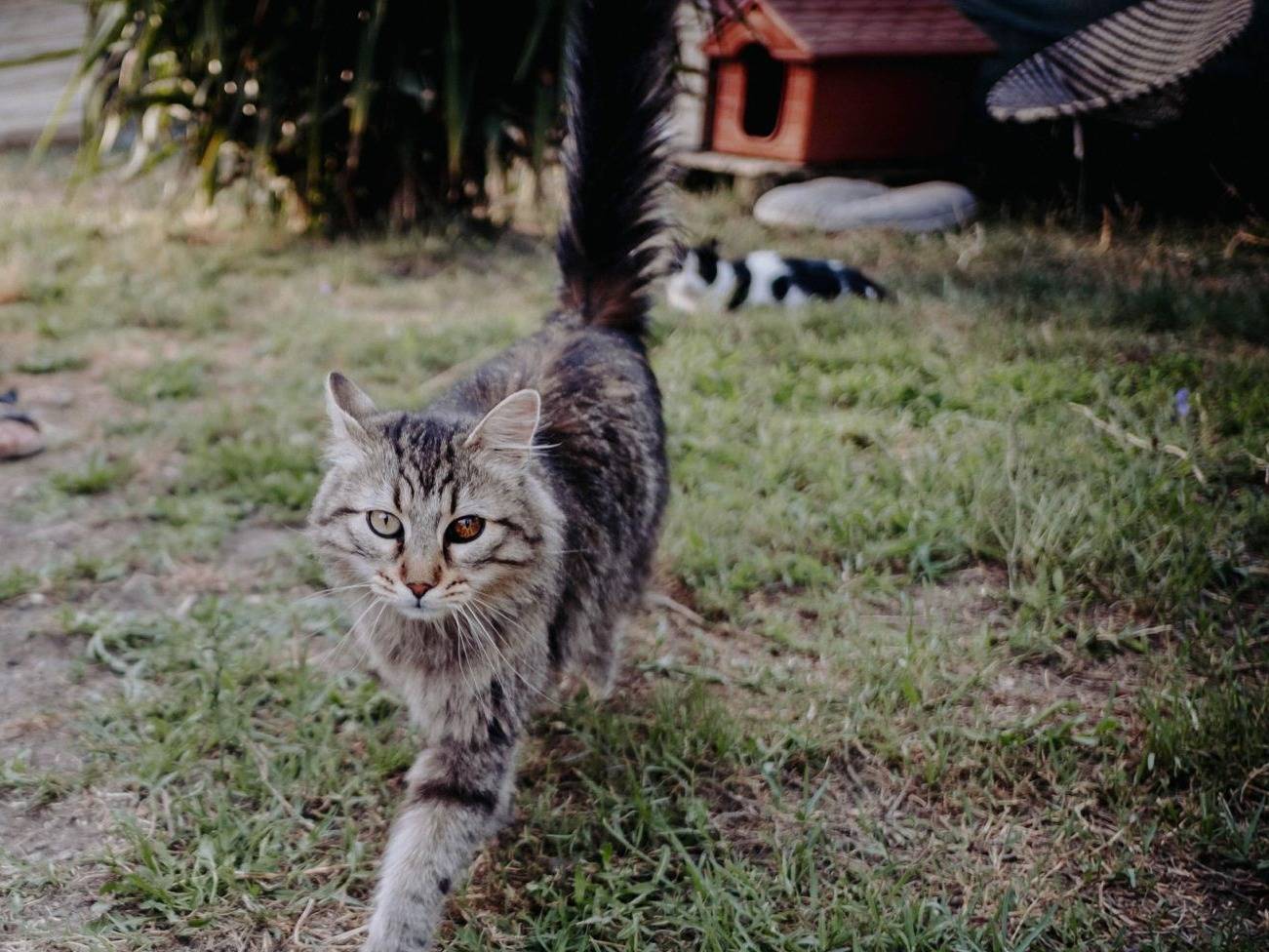 Adotta un gatto, maschio, 5 anni e 10 mesi, Roma