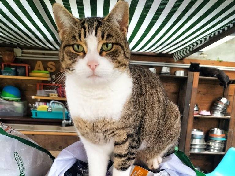 Adozione gatto, maschio, Razza sconosciuta Razza sconosciuta, 4 anni e 8 mesi, taglia non valida, Roma