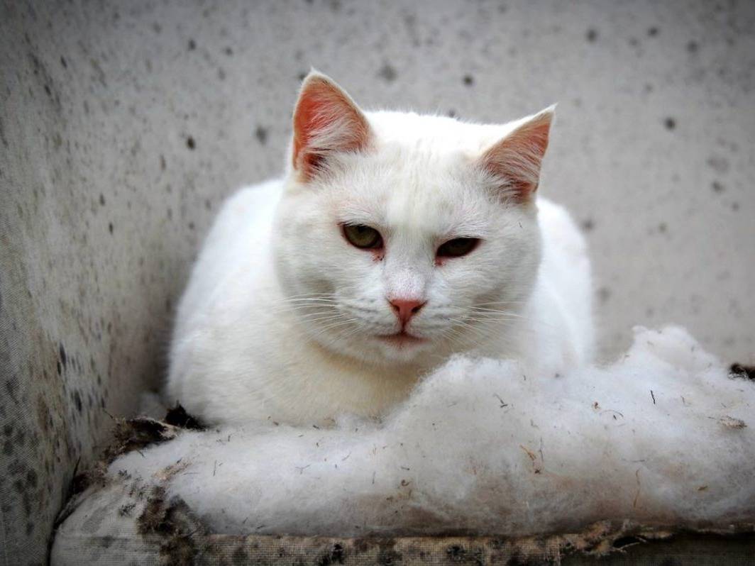 Adozione gatto, femmina, Razza sconosciuta Razza sconosciuta, 10 anni e 7 mesi, taglia non valida, Roma