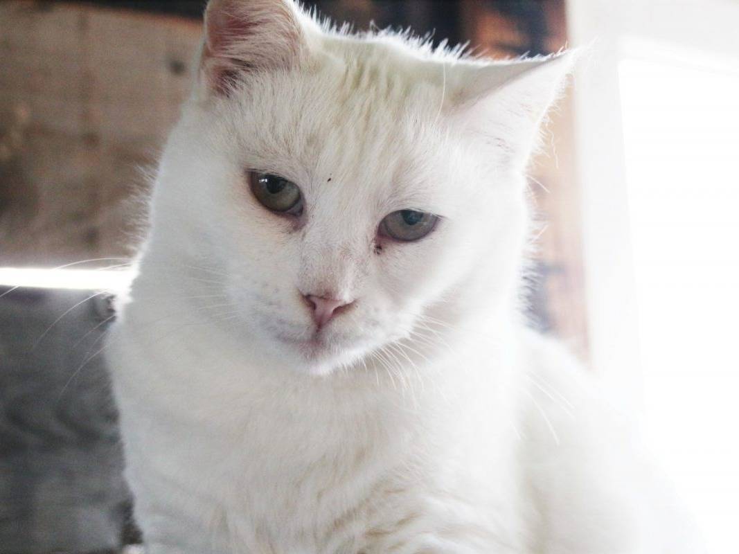 Adotta un gatto, taglia non valida, femmina, Roma