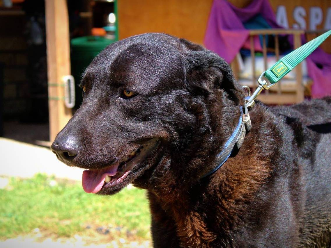 Vuoi adottare un cane a Roma?