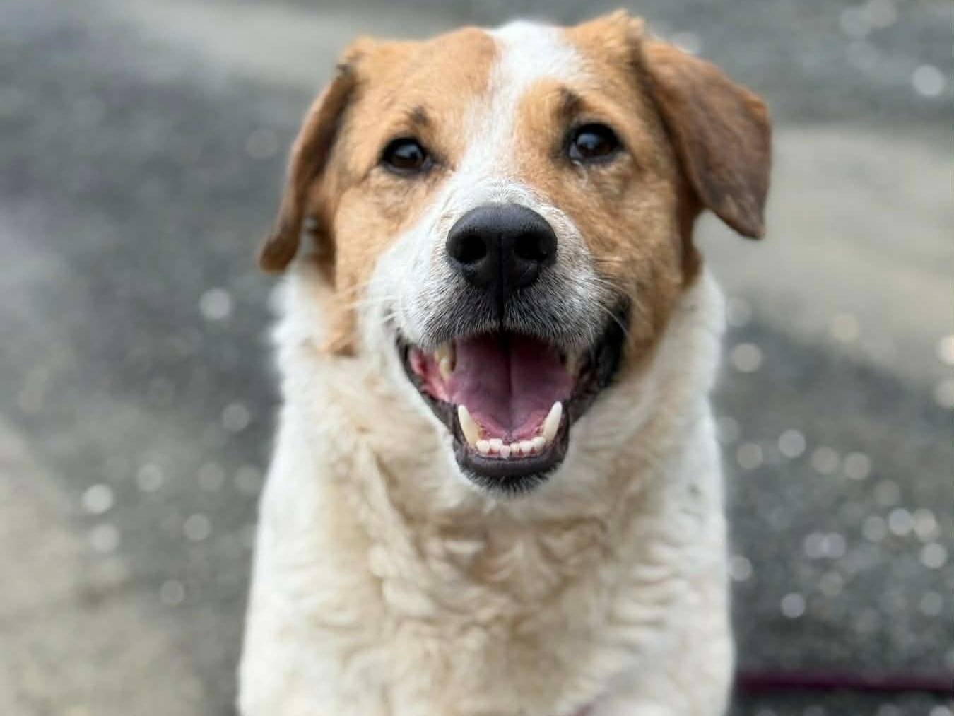 Adozione cane, femmina, Razza sconosciuta Razza sconosciuta, 4 anni e 1 mese, taglia media contenuta, Firenze