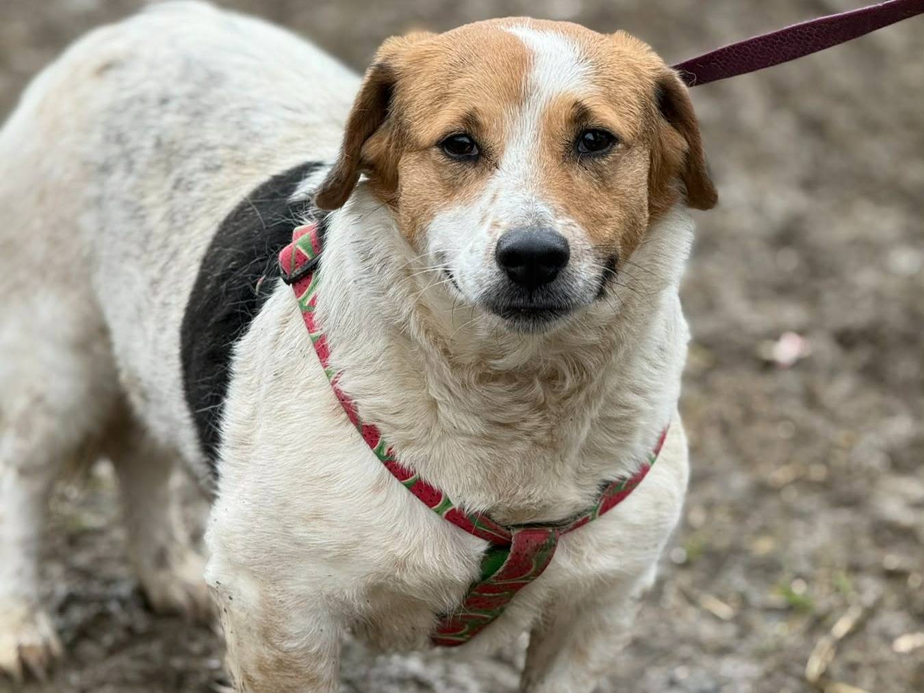 Adotta un cane, femmina, 4 anni e 1 mese, Firenze