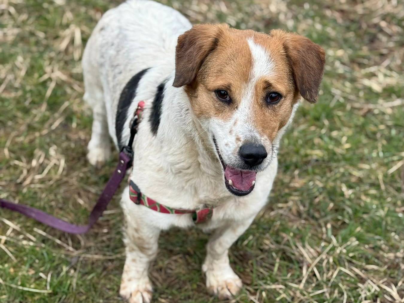 Adotta un cane, taglia media contenuta, femmina, Firenze