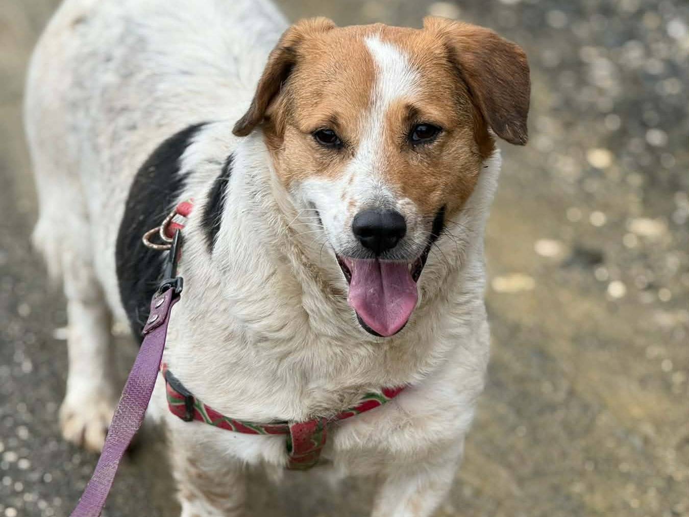 Vuoi adottare un cane a Firenze?