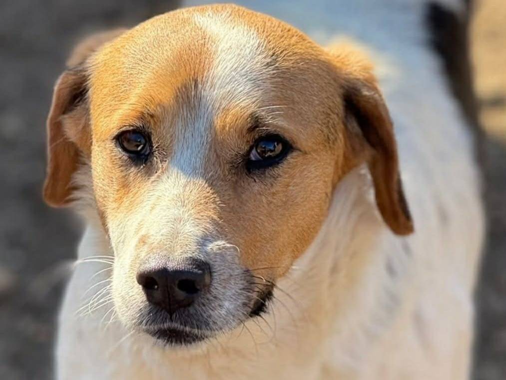 Adotta il cane SISSY a Firenze