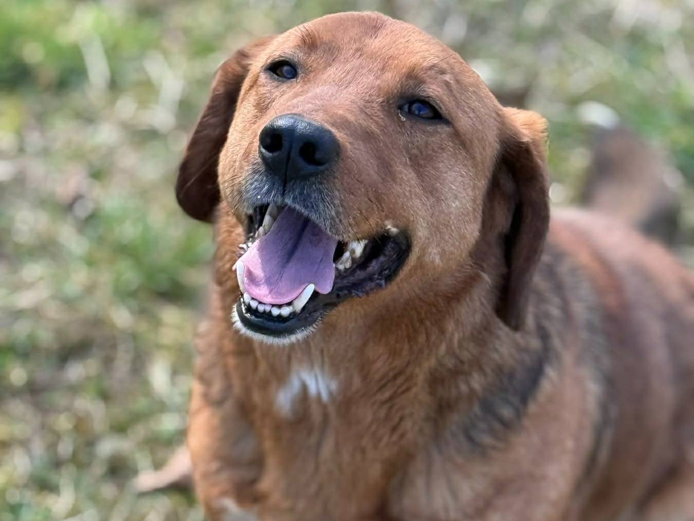 Adozione cane, maschio, Razza sconosciuta Razza sconosciuta, 4 anni, taglia media contenuta, Firenze