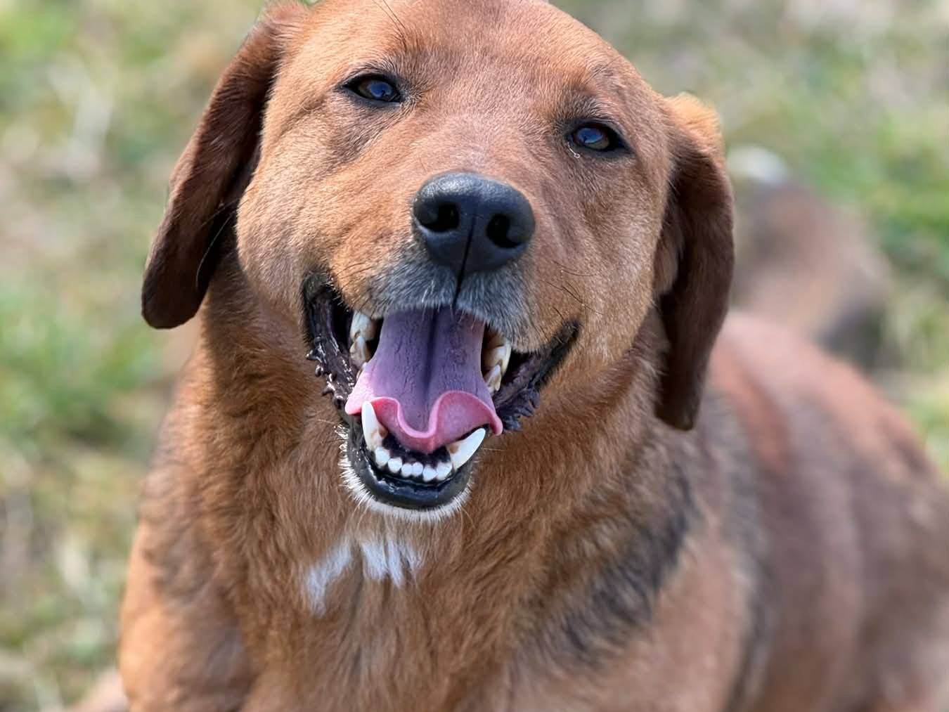 Adotta un cane, maschio, 4 anni, Firenze