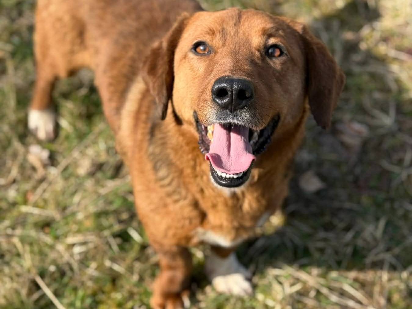Adotta un cane, taglia media contenuta, maschio, Firenze