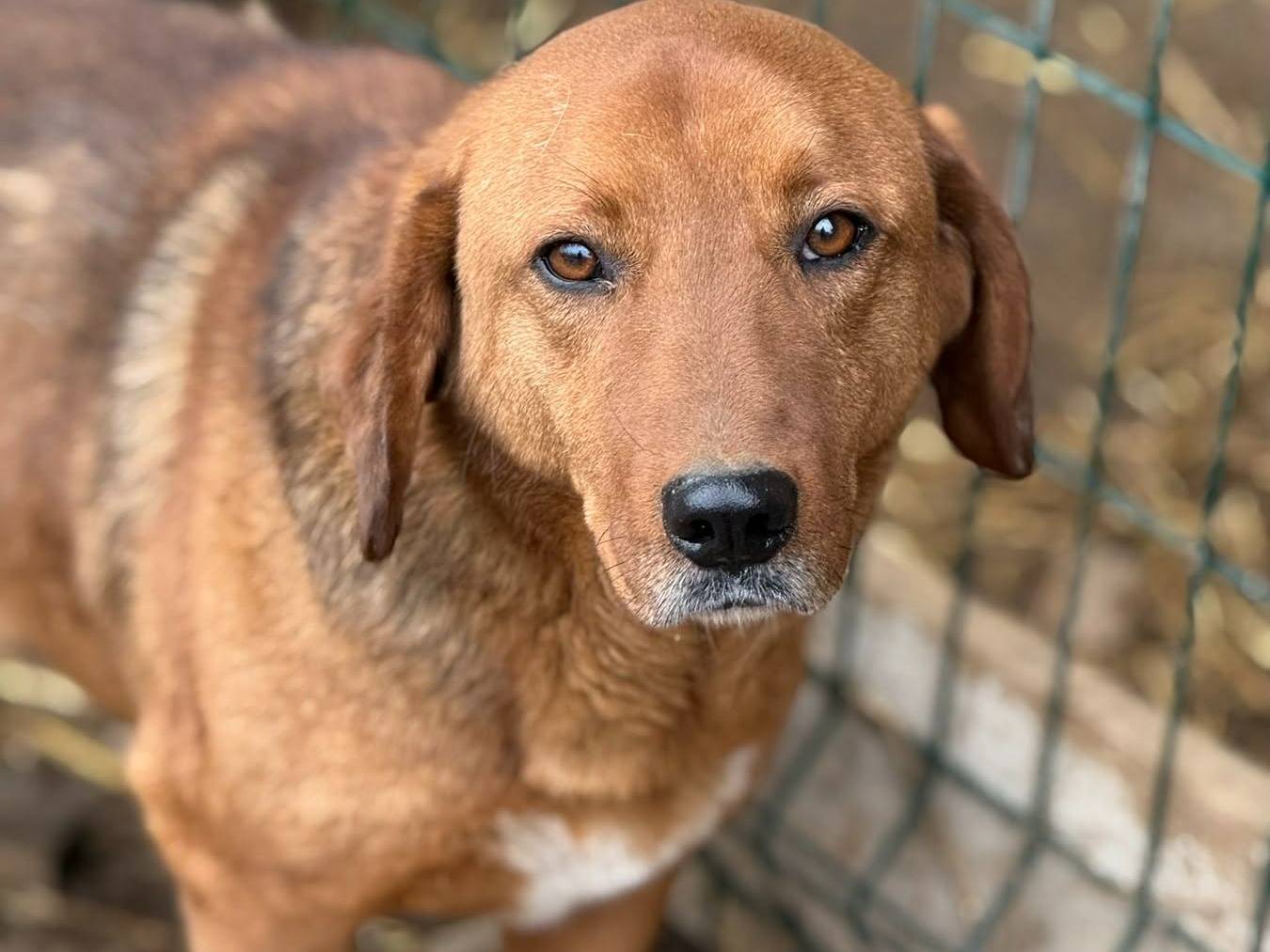 Adotta il cane CAMILLO a Firenze