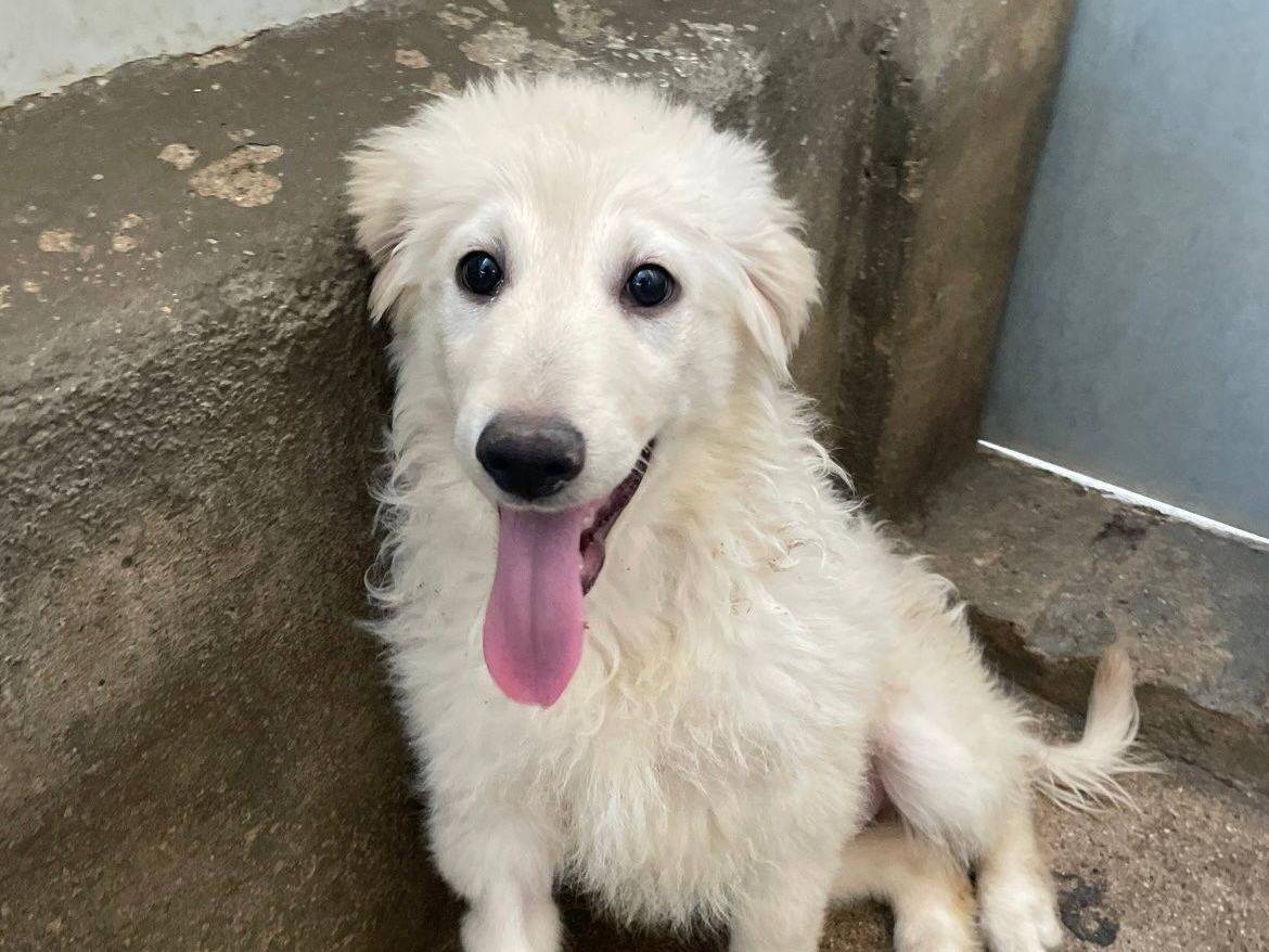 Adozione cane, maschio, Pastore maremmano Golden Retriever, 4 mesi, taglia grande, Cosenza