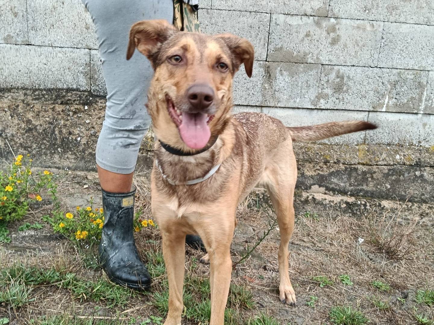 Adozione cane, femmina, Segugio Razza sconosciuta, 2 anni e 5 mesi, taglia media, Pisa