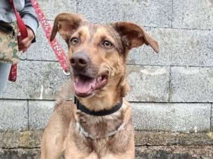 Adotta un cane, femmina, 2 anni e 5 mesi, Pisa