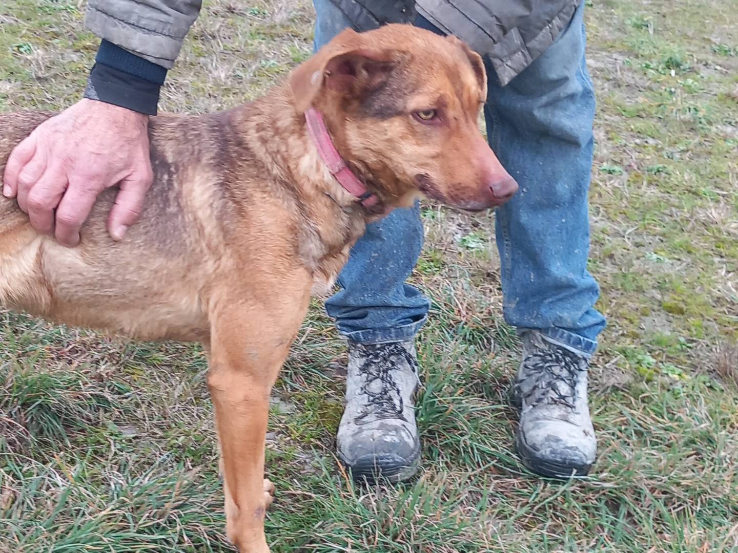 Adotta un cane, taglia media, femmina, Pisa