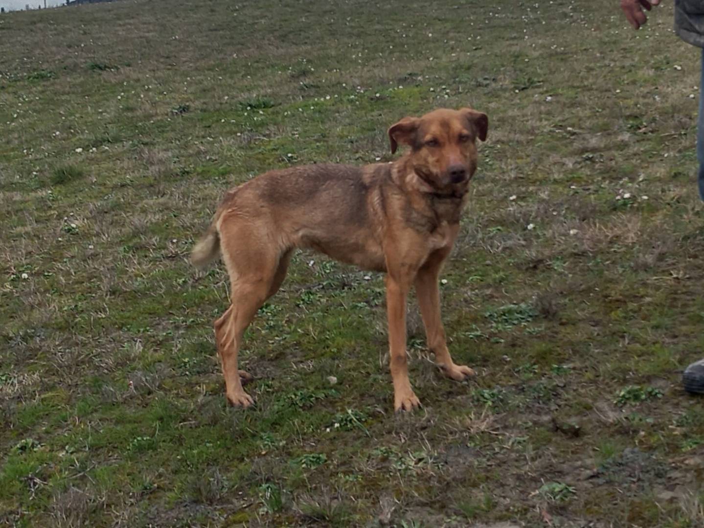 Vuoi adottare un cane a Pisa?