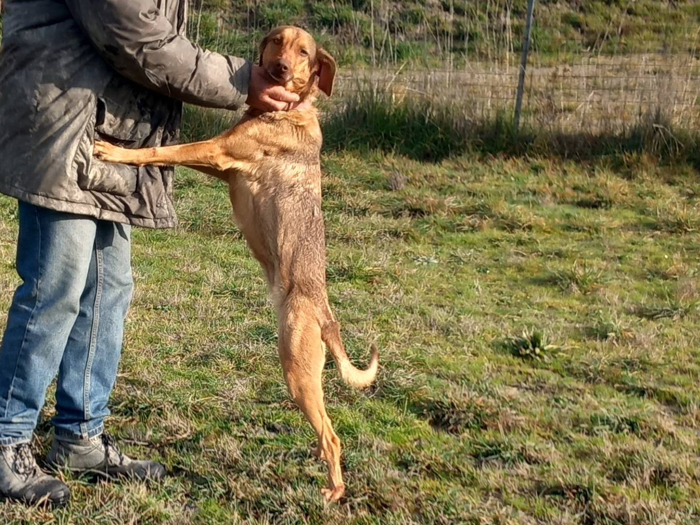 Adotta il cane Paprika a Pisa