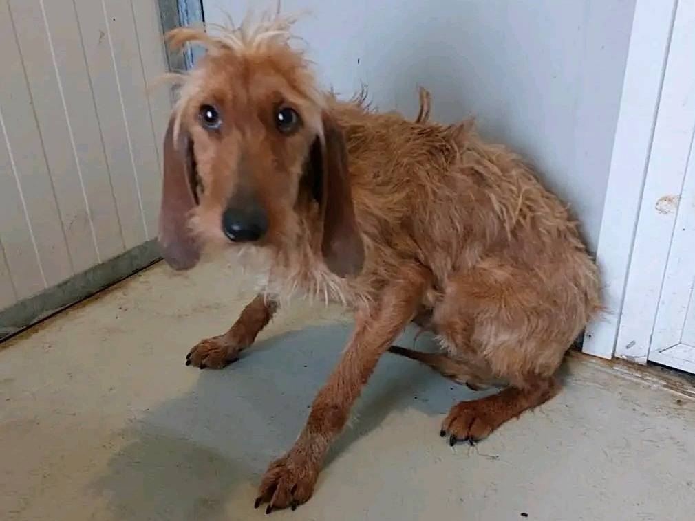 Adozione cane, maschio, Segugio Razza sconosciuta, 3 anni e 1 mese, taglia media, Cremona