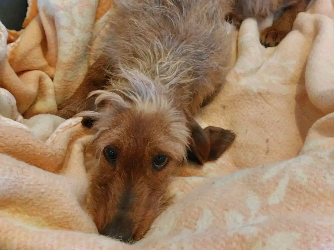 Adotta un cane, maschio, 3 anni e 1 mese, Cremona