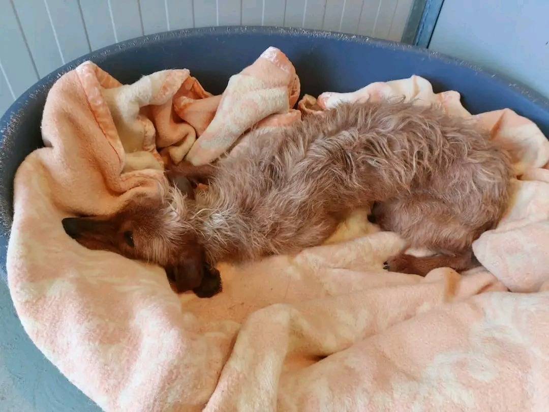 Adotta un cane, taglia media, maschio, Cremona