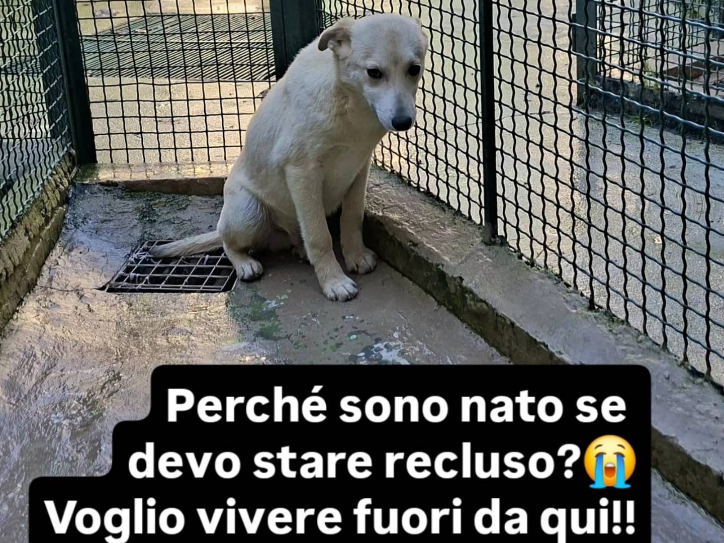 Adozione cane, maschio, Razza sconosciuta Razza sconosciuta, 5 mesi, taglia media, Cosenza