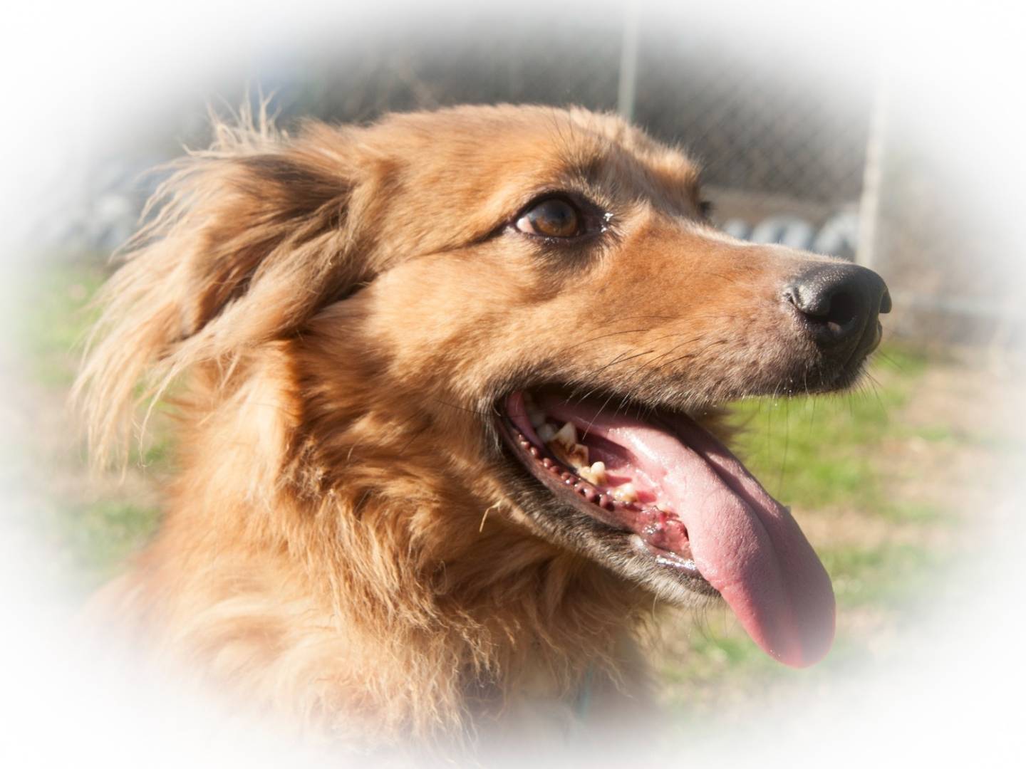 Adozione cane, maschio, Razza sconosciuta Razza sconosciuta, 4 anni e 10 mesi, taglia media, Frosinone