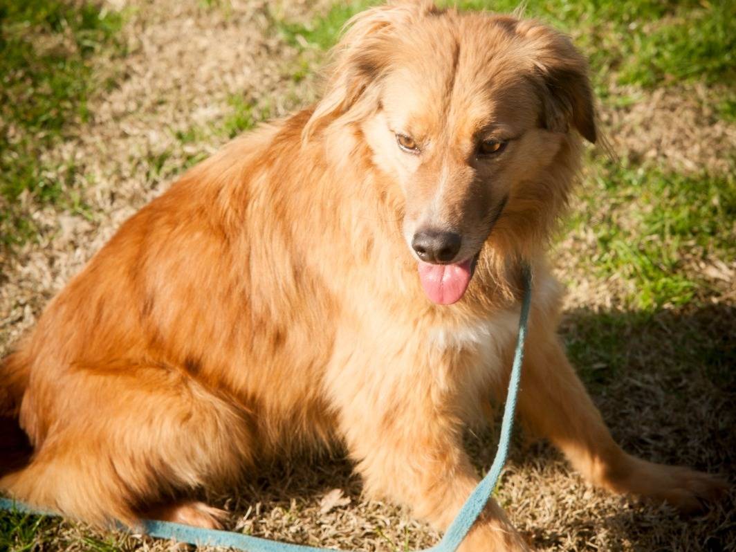 Vuoi adottare un cane a Frosinone?