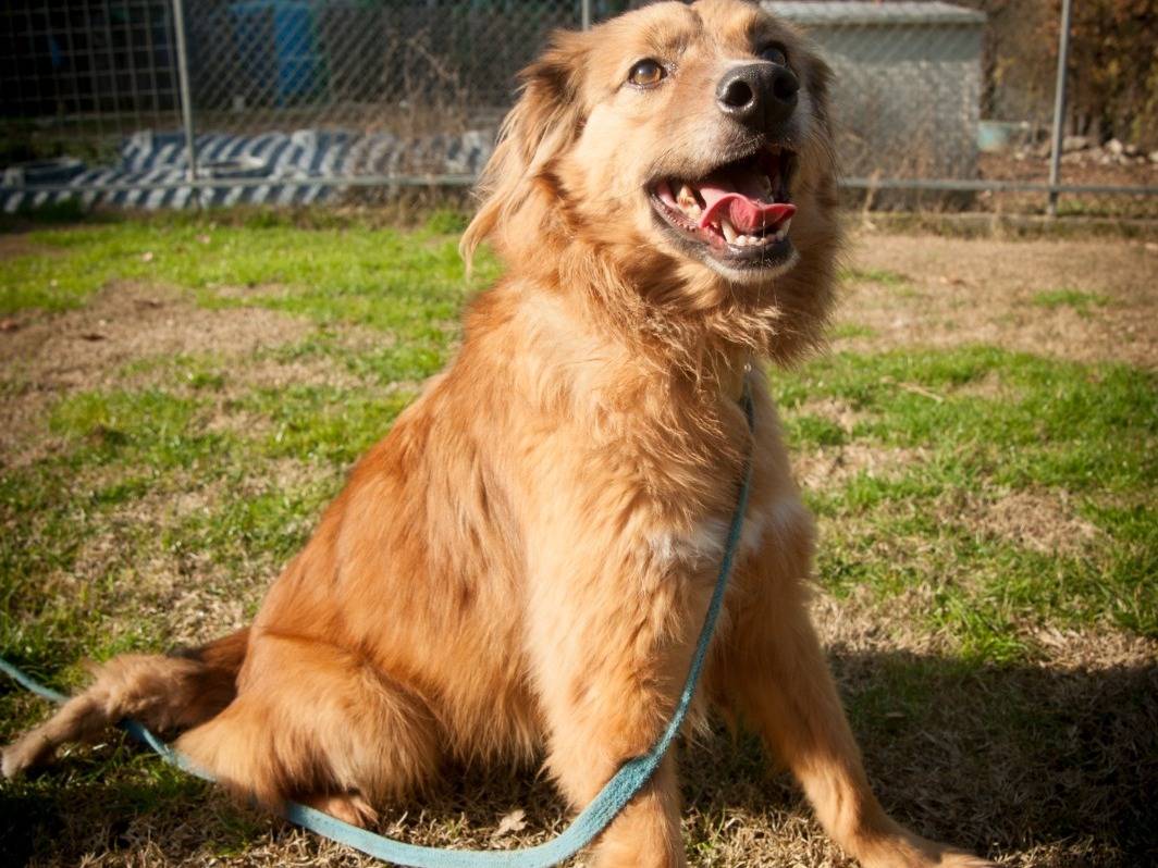 Adotta il cane PIERINO  a Frosinone