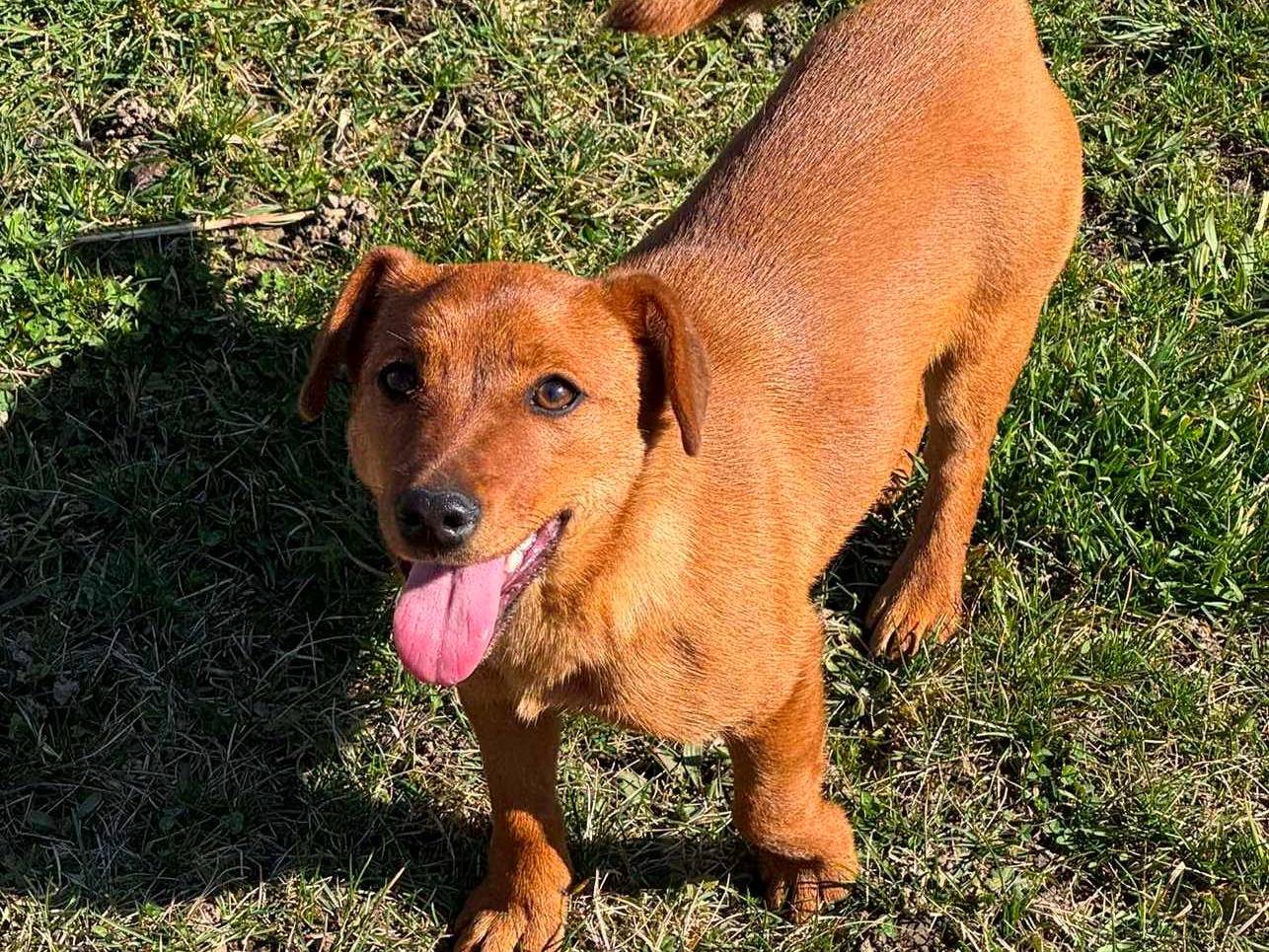 Adotta un cane, femmina, 7 mesi, Firenze