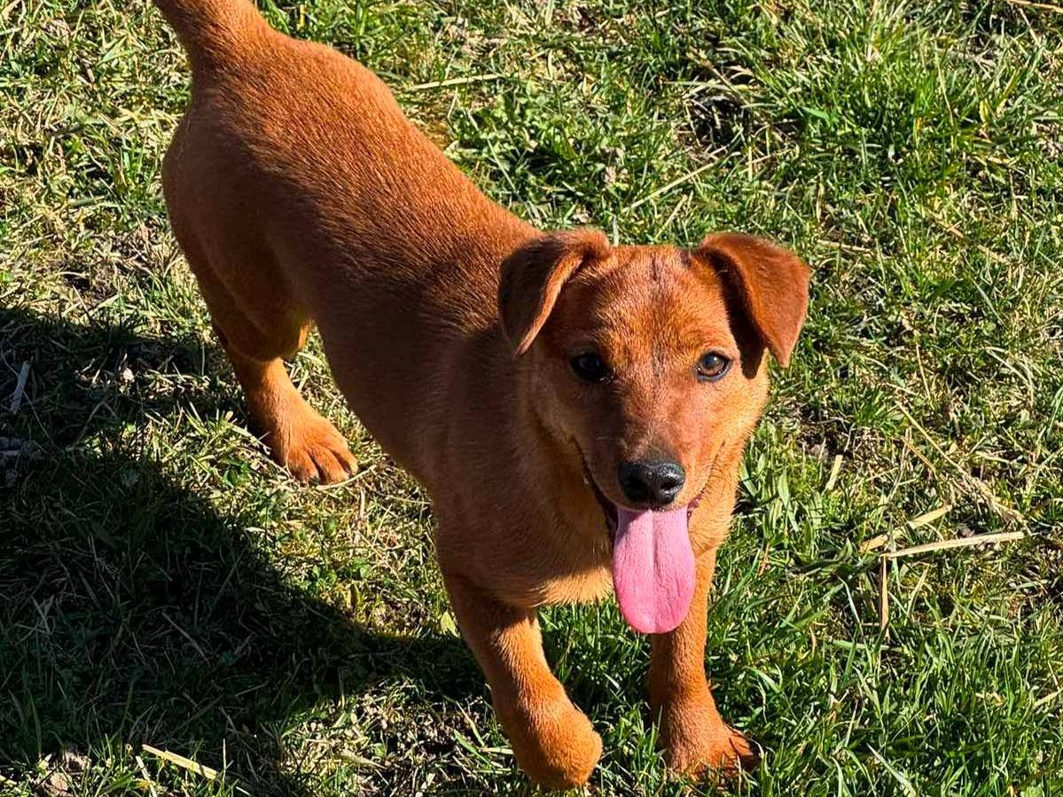 Adotta un cane, taglia piccola, femmina, Firenze