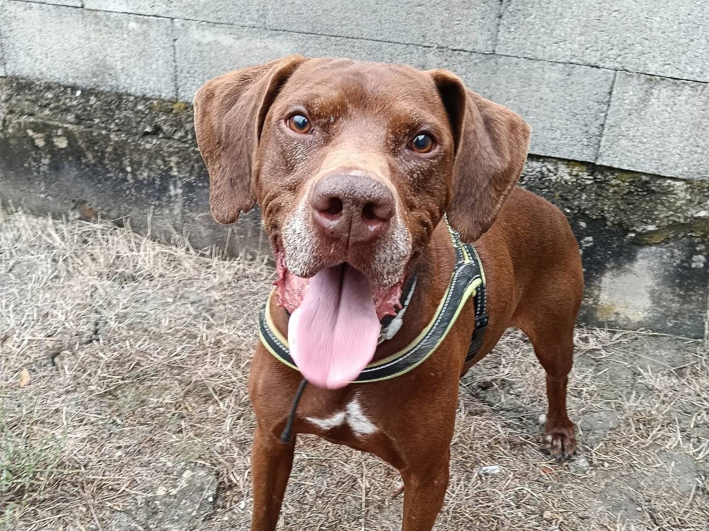 Adotta un cane, maschio, 6 anni e 9 mesi, Pisa