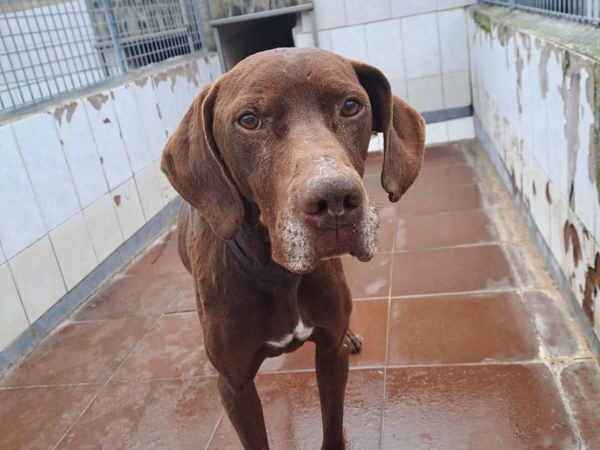 Adotta un cane, taglia media, maschio, Pisa