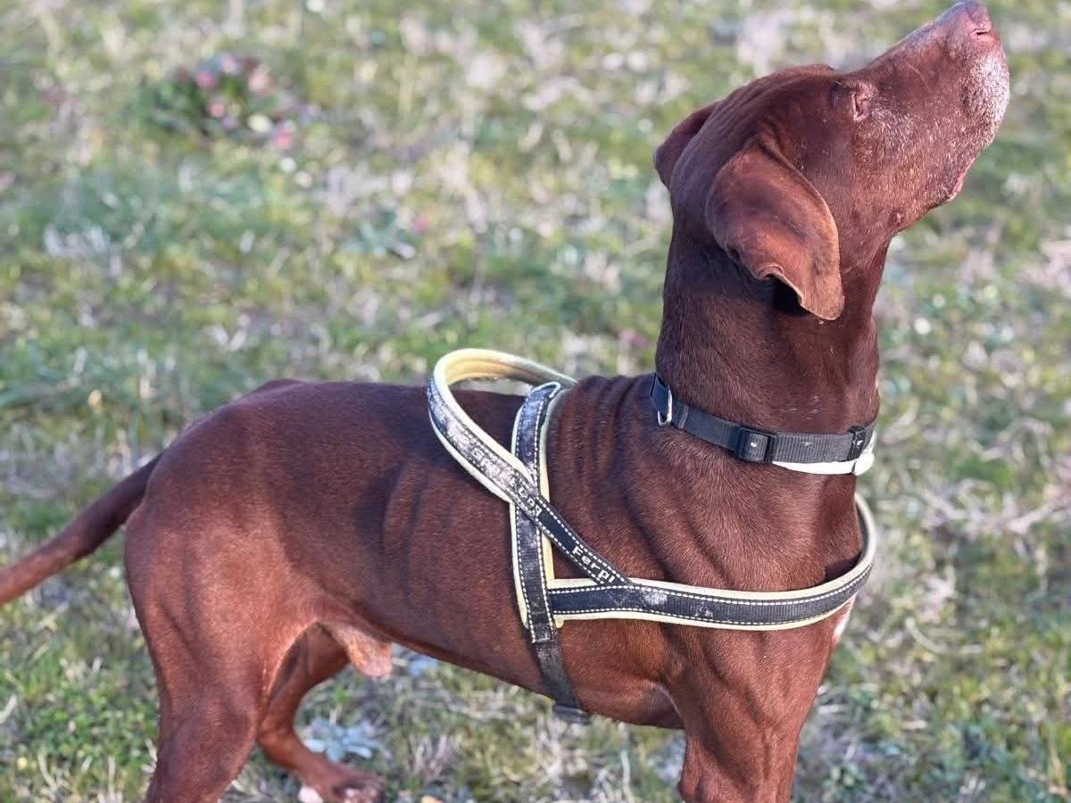 Vuoi adottare un cane a Pisa?