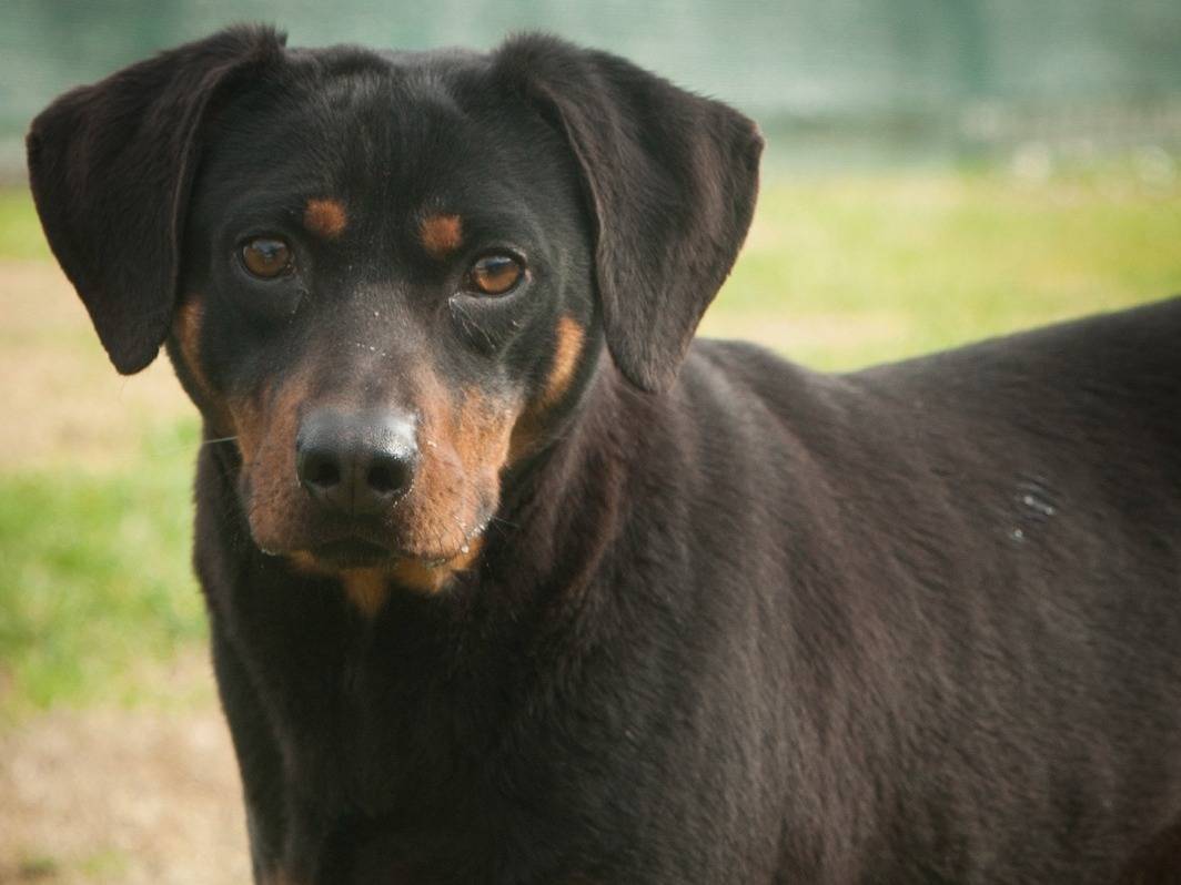 Adozione cane, maschio, Razza sconosciuta Razza sconosciuta, 5 anni e 11 mesi, taglia media contenuta, Frosinone