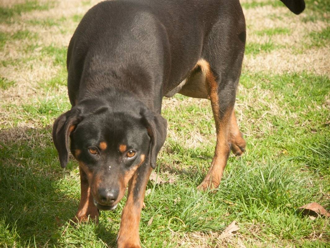 Adotta un cane, maschio, 5 anni e 11 mesi, Frosinone