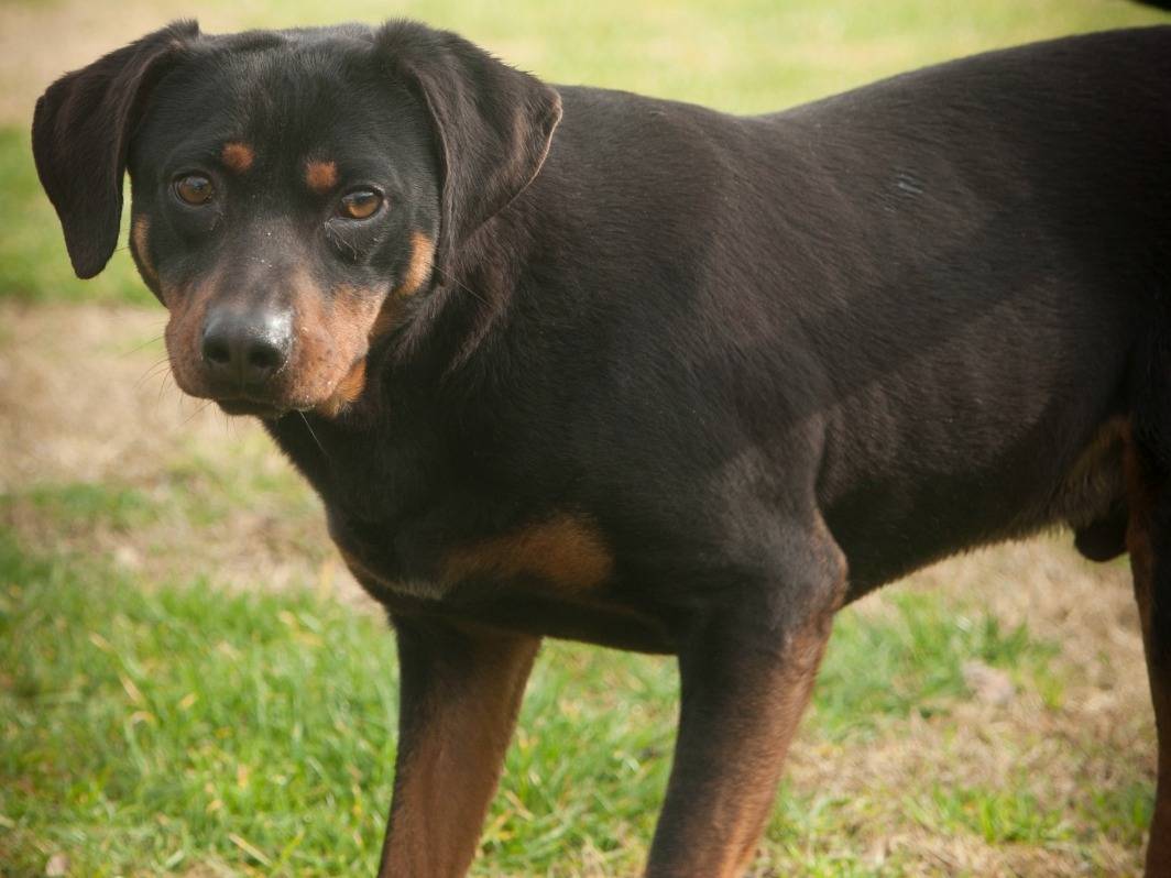 Adotta un cane, taglia media contenuta, maschio, Frosinone