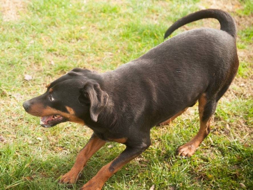 Vuoi adottare un cane a Frosinone?