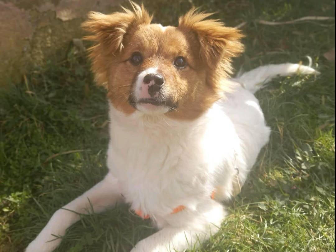 Adozione cane, femmina, Razza sconosciuta Razza sconosciuta, 4 mesi, taglia media contenuta, Firenze