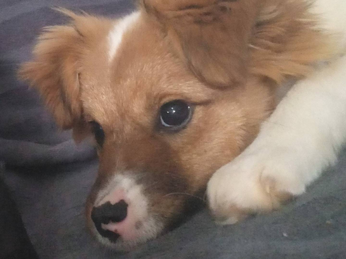 Adotta un cane, femmina, 4 mesi, Firenze