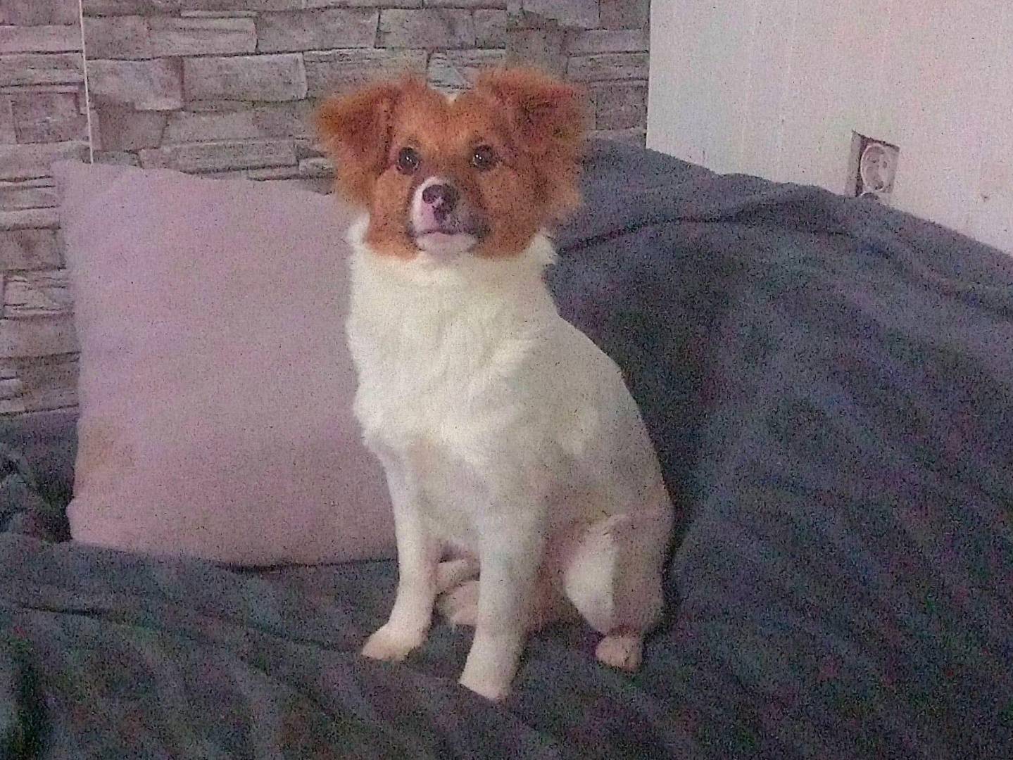 Adotta un cane, taglia media contenuta, femmina, Firenze