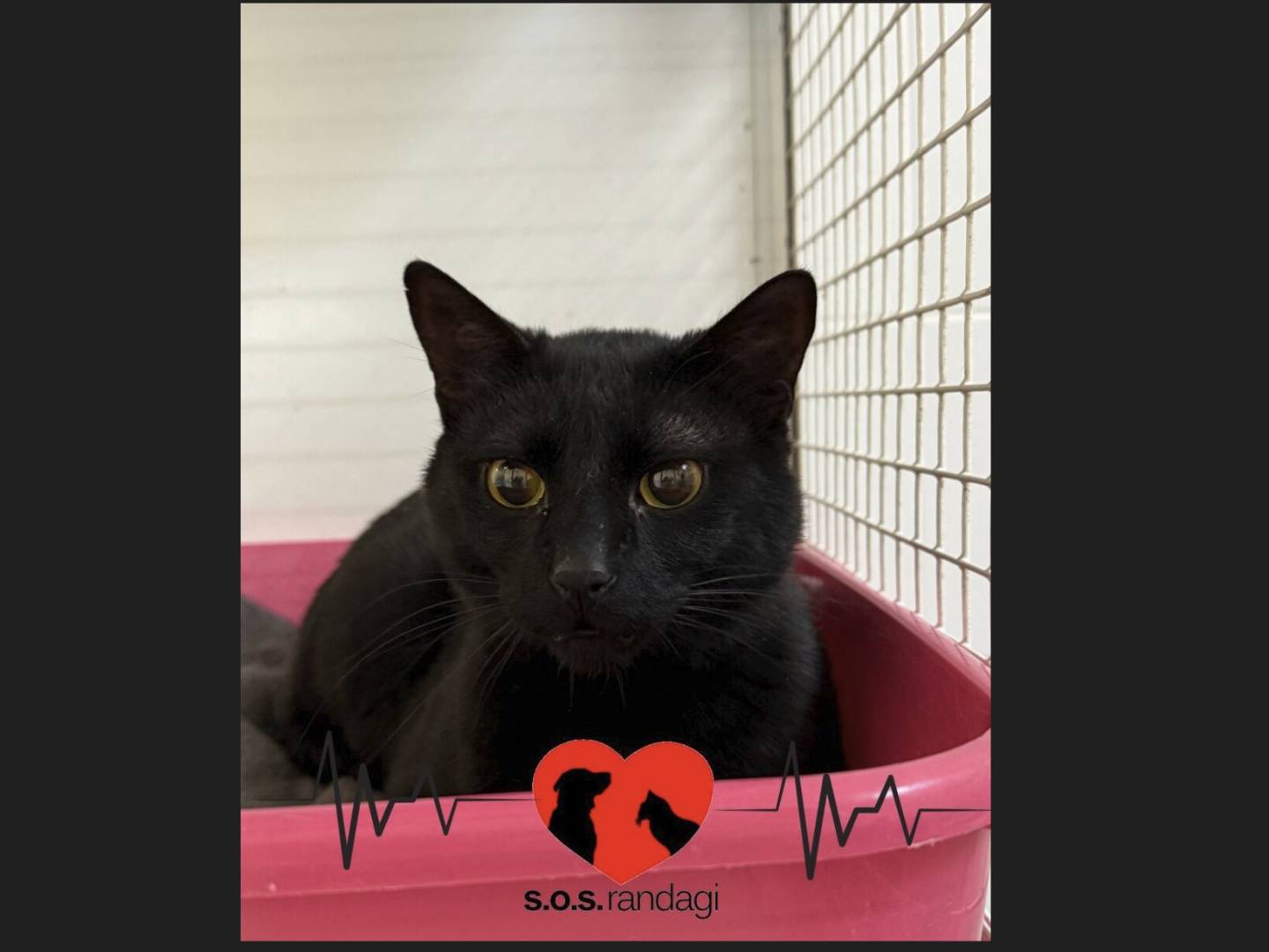 Adozione gatto, maschio, Razza sconosciuta Razza sconosciuta, 1 anno e 6 mesi, taglia non valida, Milano