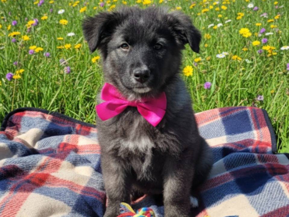 Adotta un cane, femmina, 3 mesi, Catania