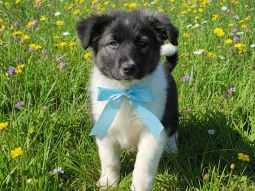 Adotta un cane, maschio, 4 mesi, Catania